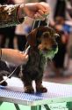 Crufts2011_2 768